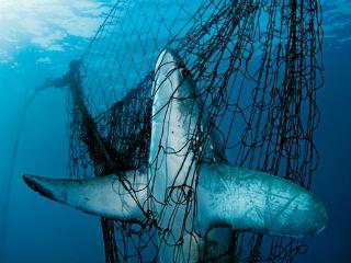Are We In Danger Of Sleepwalking Into >> Our oceans are in crisis – here are 5 things we can do to save them - World - EBR Are We In Danger Of Sleepwalking Into >> Our oceans are in crisis – here are 5 things we can do to save them - World - EBR