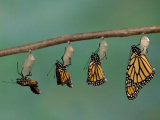 The words “transformation” and “change” are often used interchangeably. Moreover, “transformation”, once considered inspirational, is now viewed suspiciously – a codeword for technology, cost cutting and ending of careers. Conflating these two important concepts blurs what each one can do.