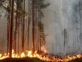 While fires are also raging in Russia, Norway and Finland, Sweden has seen the most extensive Arctic fires, which have forced four communities to evacuate, according to The Guardian.