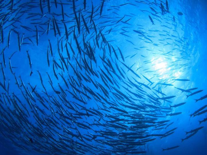 Blue foods tend to be ignored in discussions about how to feed the world’s growing population sustainably.