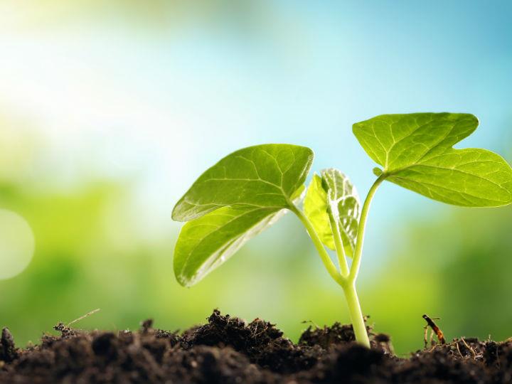 "Natural climate solutions can combat climate change using nature’s capacity to absorb and store greenhouse gases. These solutions use the world’s forests, grasslands and wetlands rather than employing technological solutions."