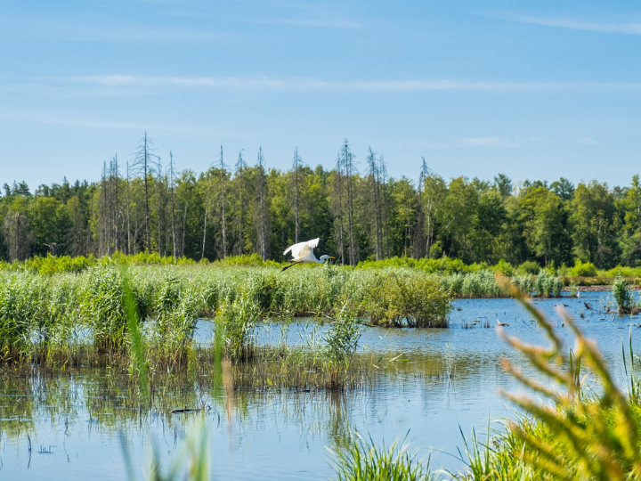 Extremes of hope and despair are common in conservation – and as conservationists, we need to find coping mechanisms. One of mine involves engaging business in finding solutions to biodiversity loss. But why is biodiversity so important?