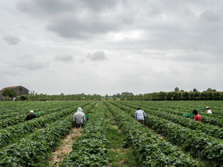 According to Italy’s farmers boss, the COVID-19 emergency highlighted the fragilities of the European agricultural system, which is still uneven although the fact that the Common Agricultural Policy has been in force since 1960.