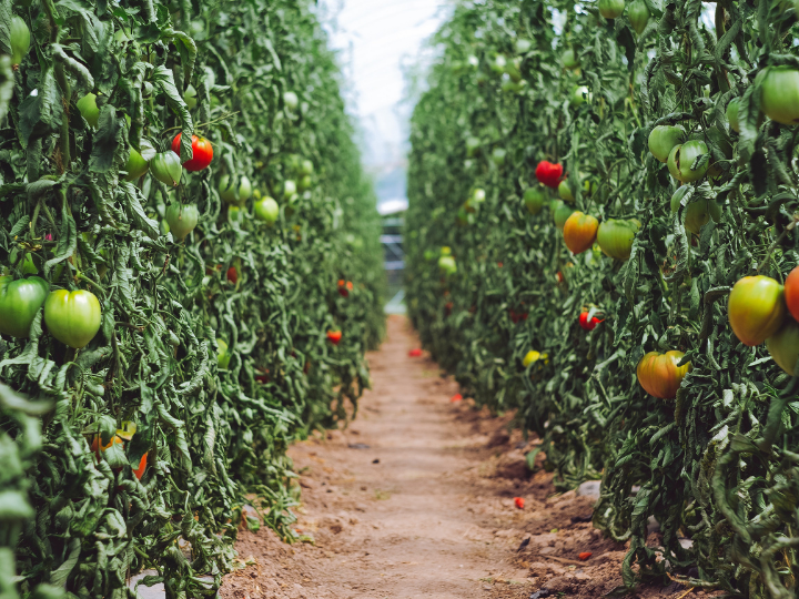 Globally, the annual consumption of food and agricultural products rose by about 48% between 2001 and 2018, growing at more than twice the rate of increase in the human population.