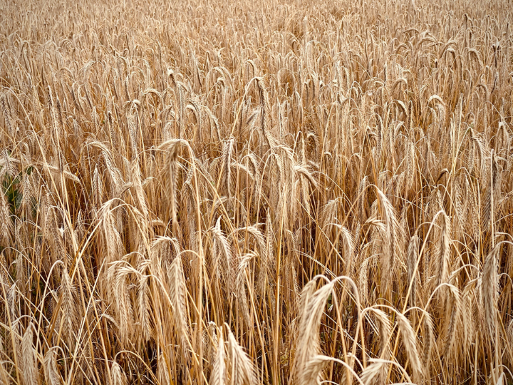 The Future of the European Farming Model research shows structural trends in European agriculture showing a speeding up decline of the overall number of farms in the EU.
