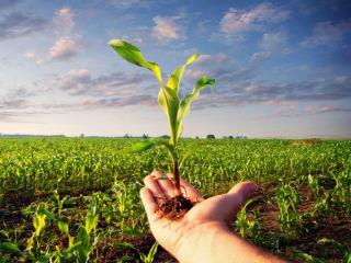 The protectionist model, like that used by Japan, Switzerland and Norway, incentivises domestic production with trade barriers and high prices; the decoupled subsidy model, like the EU’s Common Agricultural Policy (CAP), supports farm income without incentivising overproduction; and the income insurance model, like the one used by the US and Canada, helps farmers through crises.