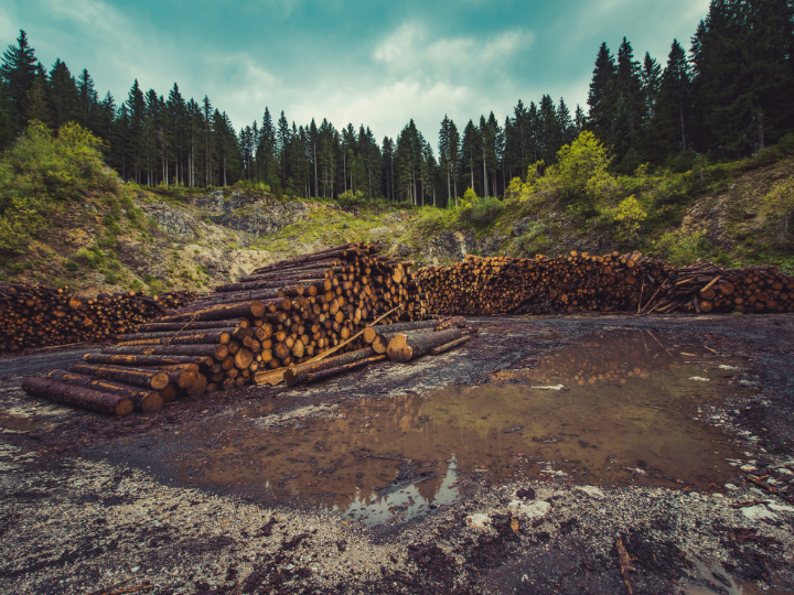 They attributed these difficulties to “unnecessary bureaucratic hurdles” that EU countries would face if the rules were enforced without classifying countries or regions into three different categories (high, standard and low) based on the risk of deforestation.