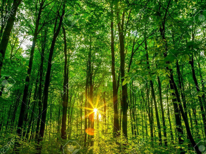 Biodiversity is declining faster than at any other time in history, and this has grave consequences on our livelihoods, health and prosperity.