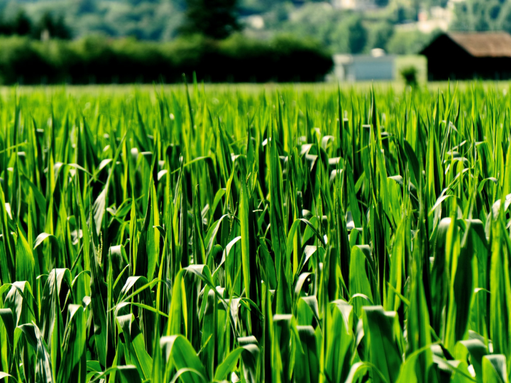 "Something is not true just because an NGO says it. Most of what they say about EU biofuels is false, misleading and damaging to EU climate, energy, and food security interests".