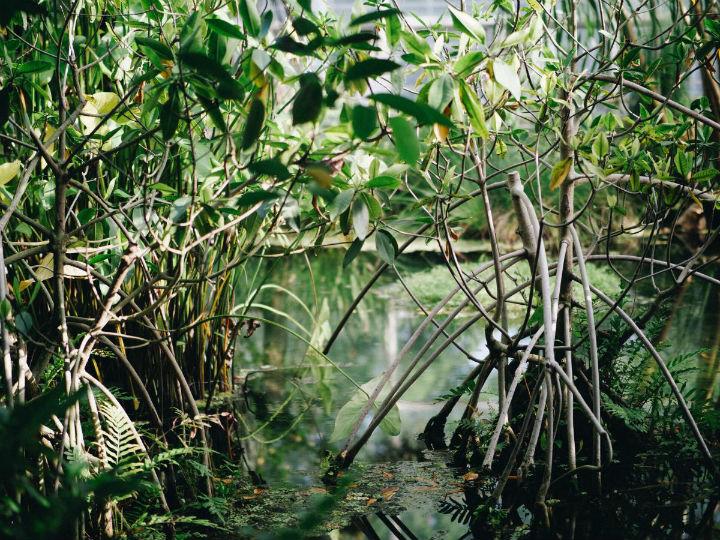 "Private actors engaging in nature conservation isn’t new at all. For corporate social responsibility (CSR) reasons, big and small companies have long supported conservation projects."