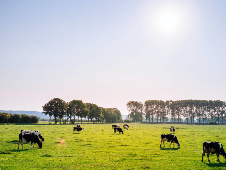 Now it appears that such a regional policy to cushion climate action is needed elsewhere, too: To defuse social dynamite in rural areas, Europe must prepare its cow phase-out.