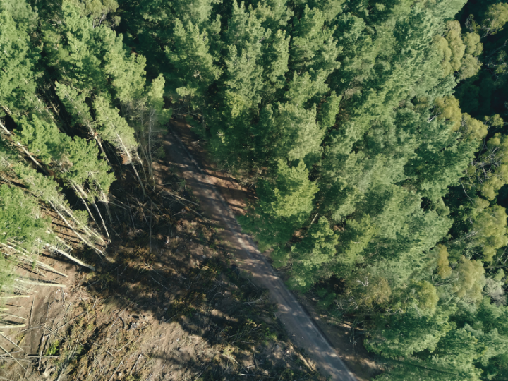 The rules aim to eliminate deforestation from the supply chains of a range of everyday items sold in Europe. It will apply to soy, beef, palm oil, wood, cocoa, coffee, rubber, charcoal, and derived products including leather, chocolate and furniture.