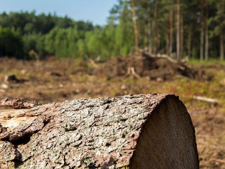 Parliament, in a report adopted on Thursday, called on the European Commission to propose mandatory due diligence laws that would force companies to show that products they sell in the EU do not drive global deforestation and violate human rights.