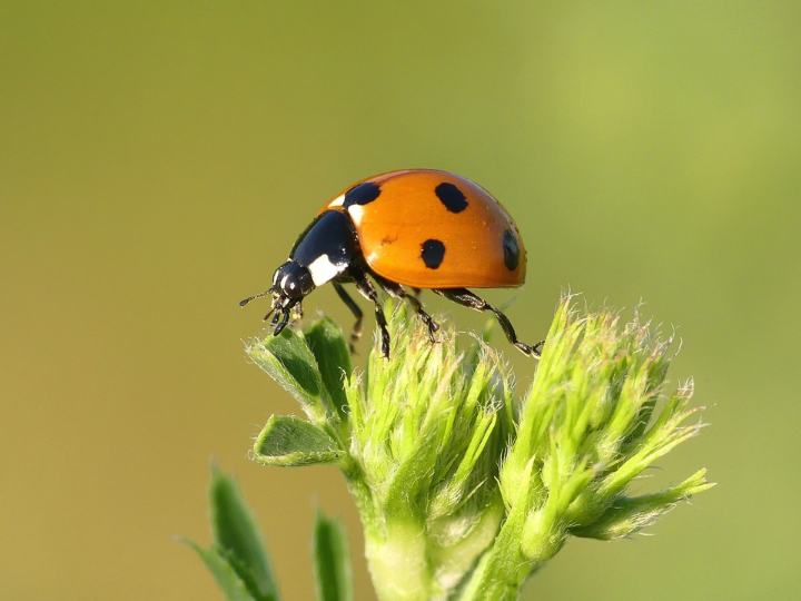 UCL’s Centre for Biodiversity and Environment Research has conducted one of the largest-ever assessments of insect biodiversity change, sampling 750,000 insects.