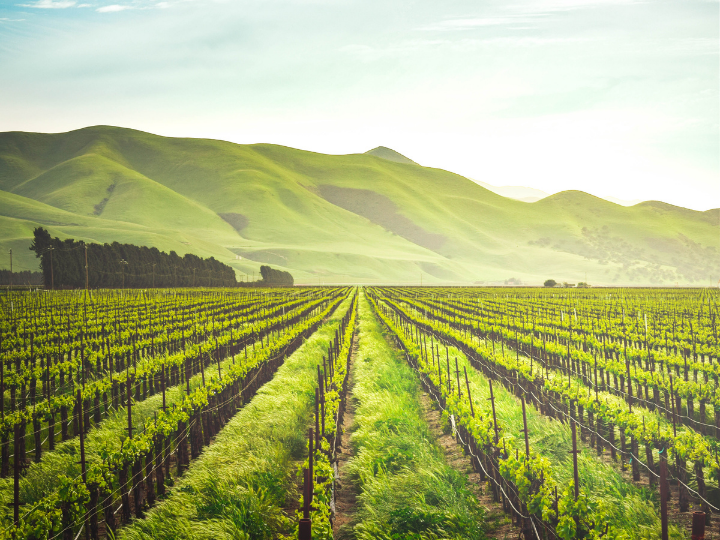 At a meeting of EU agriculture ministers on Tuesday (25 July), Romania submitted an ‘any other business’ point requesting that the Commission consider allowing the derogations in 2024, echoing calls from seven other member states that had pushed for further flexibility on environmental measures in June.