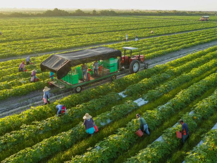 It is a priority for the Commission to ensure that the organic farming sector has the right tools in place as well as a well-functioning and consensual legal framework which is key to achieving the objective of 25% of agricultural land dedicated to organic farming.