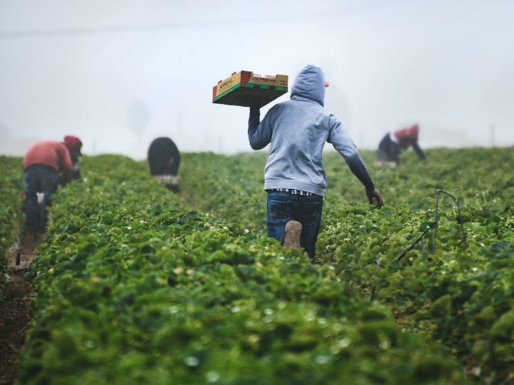 Agriculture provides livelihoods for 10.5 million farms across the EU. The whole industry in the EU is responsible for about 10% of the region’s greenhouse gas.