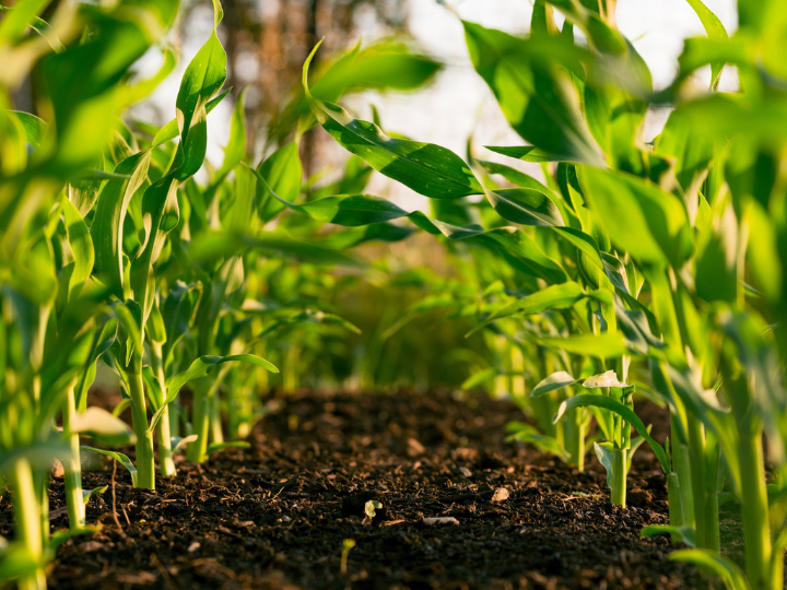 Between 31,000 and 42,000 tonnes of microplastics are spread via fertilisers on European farmland soils each year, a new study estimates.