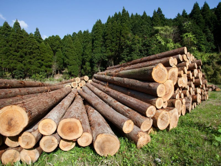 “Future developments in sustainability criteria for forestry will be taken into account in revisions of this Delegated Regulation.”
