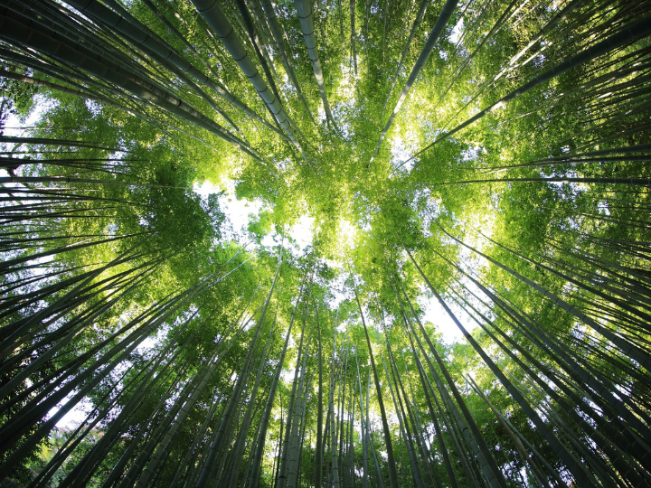 Land degradation is accelerating a sixth mass species extinction and is costing more than 10% of world annual GDP, according to the United Nations.