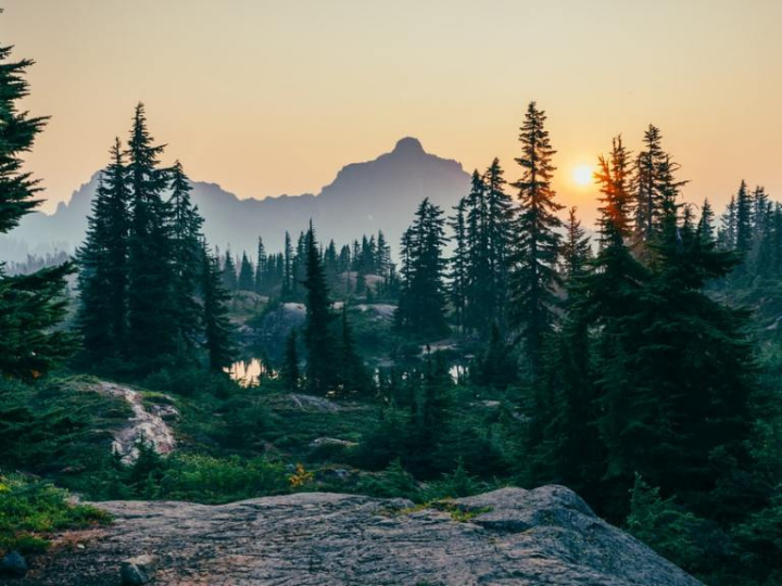 "The Verified Carbon Standard can unlock the power of carbon credits to halt deforestation."