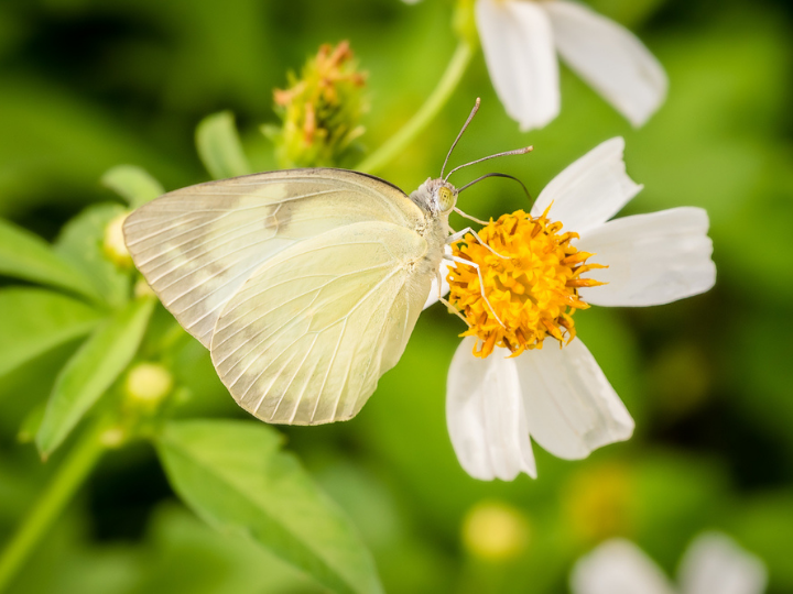 "The EU is taking positive steps in this direction. In their agreement on the new seven-year EU budget, the European Parliament and Council committed to spending 7.5 percent of the budget on biodiversity from 2024, increasing to 10 percent from 2026."