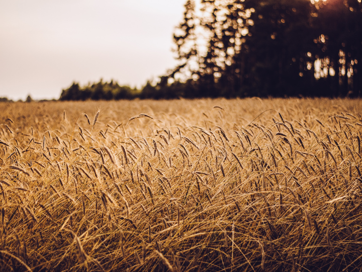 Huge flows of cheap Ukrainian grain ended up in central European countries, affecting grain prices for local farmers, notably in Poland, Romania, and Hungary.