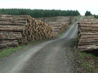 Dragnea succeeded the former Romanian Prime Minister Victor Ponta at the helm of the Social Democratic Party in 2015 and served as his deputy from 2012 to 2015. His intervention comes in the wake of a two-year investigation by the Environmental Investigation Agency US (EIA), an NGO, which says it recorded officials from an Austrian firm, Holzindustrie Schweighofer, offering to buy illegal timber from investigators posing as buyers and filmed unmarked logs dumped at the company’s depots in apparent violation of Romanian law.