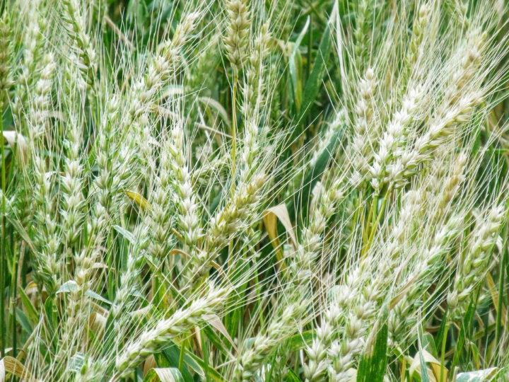 New policy strengthens biodiversity and adheres to EU environmental and climate laws and commitments.