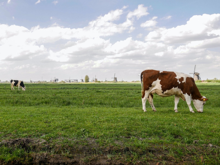 Our food system accounts for a quarter of all greenhouse gas emissions, with livestock responsible for at least two-thirds of agricultural emissions in North America, Asia, Europe and Oceania.