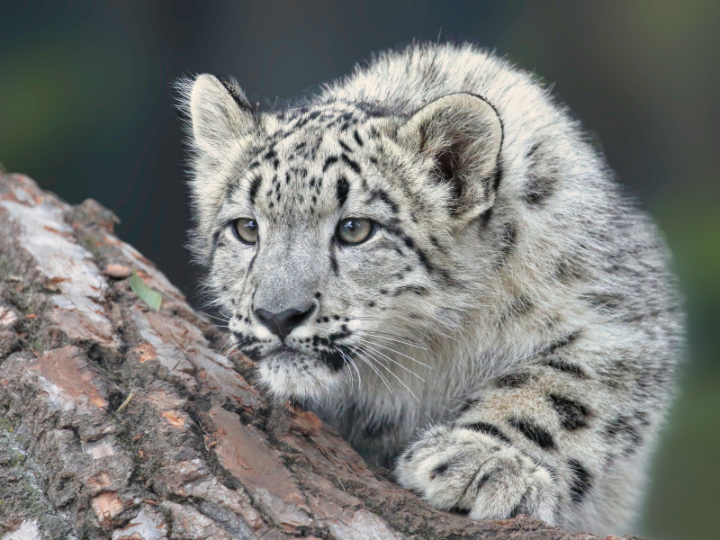 The snow leopard, also known as Panthera Uncia, is one of the rarest mammals and keystone species there. It is proclaimed as ’king of snow mountains’.