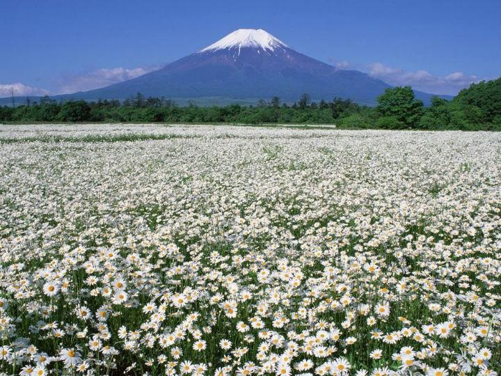 When industries destroy forests and other ecosystems to exploit more land and resources, they drive wild animals further out of their habitats and increase opportunities for infectious diseases to transmit to humans.