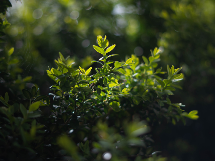 Carbon credits can be a catalyst for landscape protection and restoration, funding additional forest conservation and restoration as well as offsetting emissions from business activities.