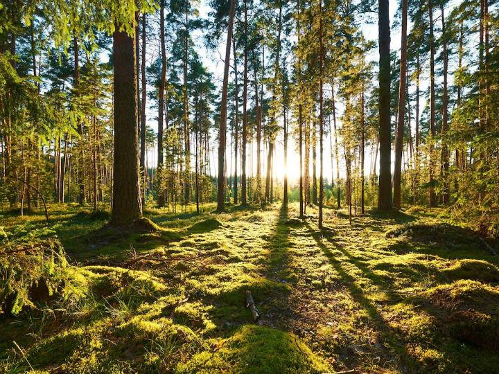 The power of "social learning": when people learn from each other and change their behaviour accordingly. Madhur Anand