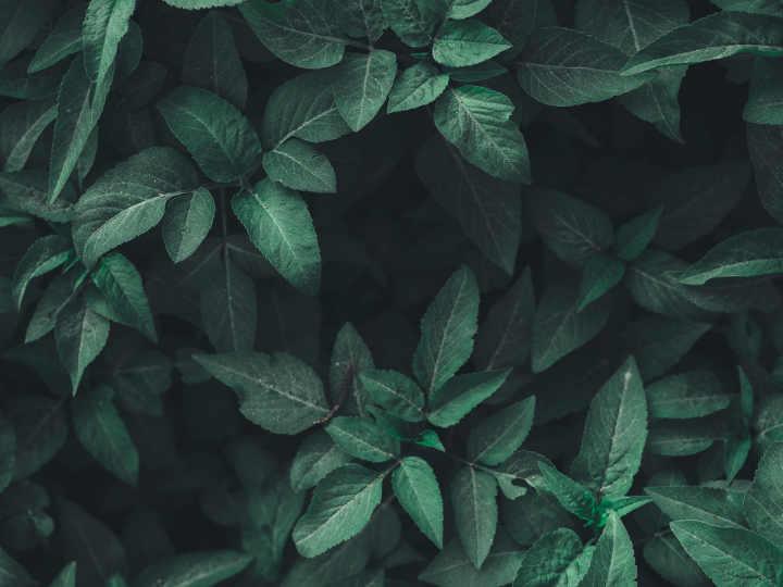 "Natural Climate Solutions (NCS)—conservation, restoration and land management improvement—is crucial to reduce land sector emissions and meet the goals of the Paris Agreement".