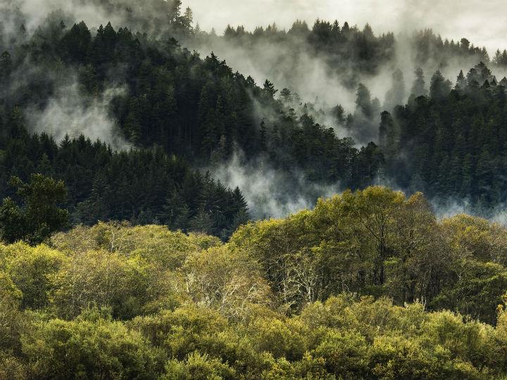 "Natura has been a carbon neutral company since 2007, but we still have a lot to improve and we are going to reinforce our climate commitment. We will work even more closely with the forces that seek to protect the Amazon, and we will increase our work with companies, governments and academia, to end and reverse its deforestation by 2030."