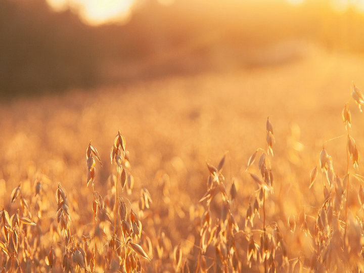 “For oats, this average is 2.440,56 tonnes,” the European Commission said in a press release on Tuesday (18 June). Imports since the beginning of 2024 “are above this volume,” the bloc’s executive added, announcing the reintroduction of the tariff quota from the 2016 free trade agreement with Ukraine.