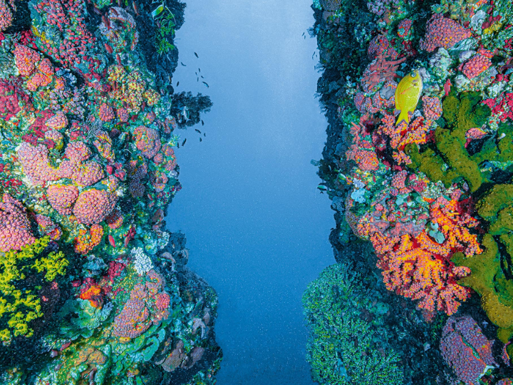 "Ocean life has been declining worldwide because of overfishing, habitat destruction and climate change. Yet only 7% of the ocean is currently under some kind of protection."