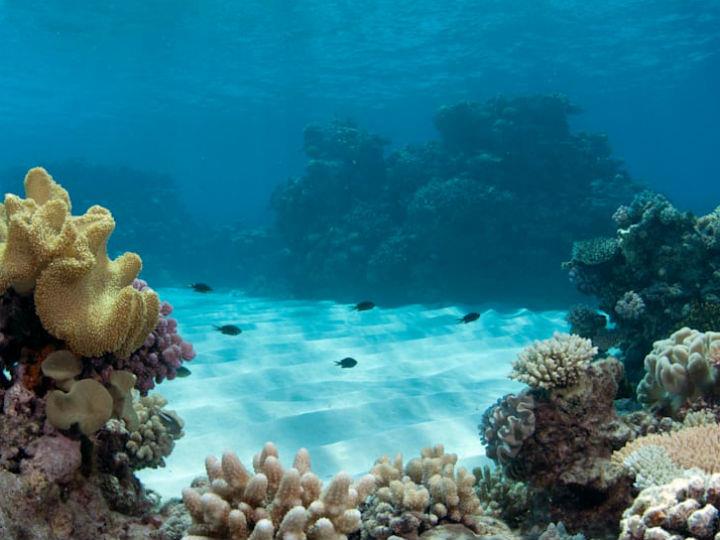 The ocean, which feeds us, regulates our climate and is one of the engines of the global economy, is changing at the fastest rate in human history.
