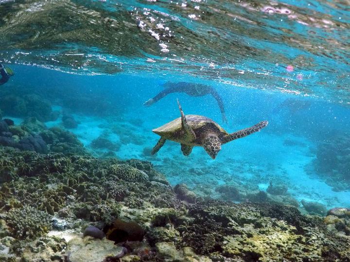 Ocean Action Hub reports on two ventures that are trying to turn this waste into something useful. California-based startup, Bureo – which has found a way to turn this waste into desirable products including skateboards and sunglasses – is literally closing the net on the problem.