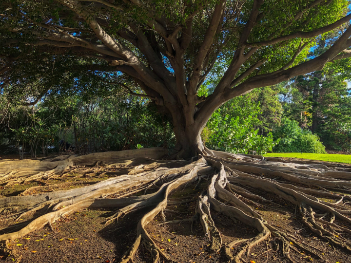 "Ecosystem-based climate solutions have the greatest positive impact both for the planet and for local communities in developing countries."
