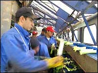 EU migrants erode old divisions