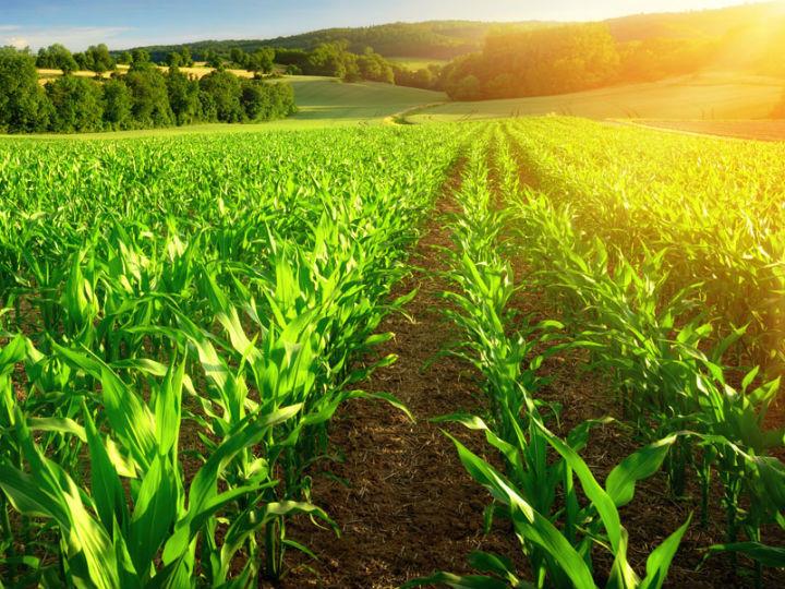 By dissecting economic data from scientific literature and simulating a farm model, researchers found that “agroecological farms generally have better medium-term economic results than conventional farms.”