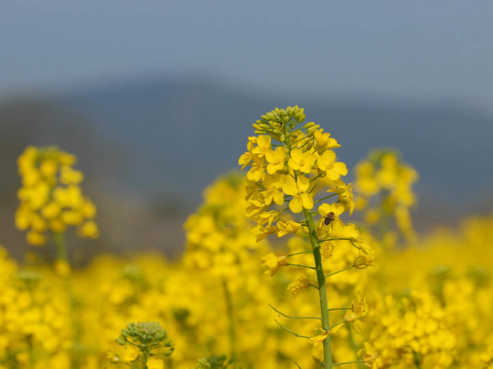 "In order to enforce implementation and increase citizens’ trust in EU rules, and to prevent and remedy environmental damage more effectively, Parliament demands that the Environmental Liability Directive (ELD) and the Environmental Crime Directive (ECD) be improved."