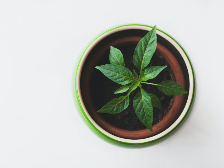 Green jobs: Workers at all levels of education are growing their green skills.