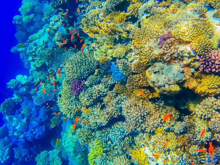 There is currently no possibility of the world reaching the 30% target for marine protected areas (MPAs) with existing policies.
