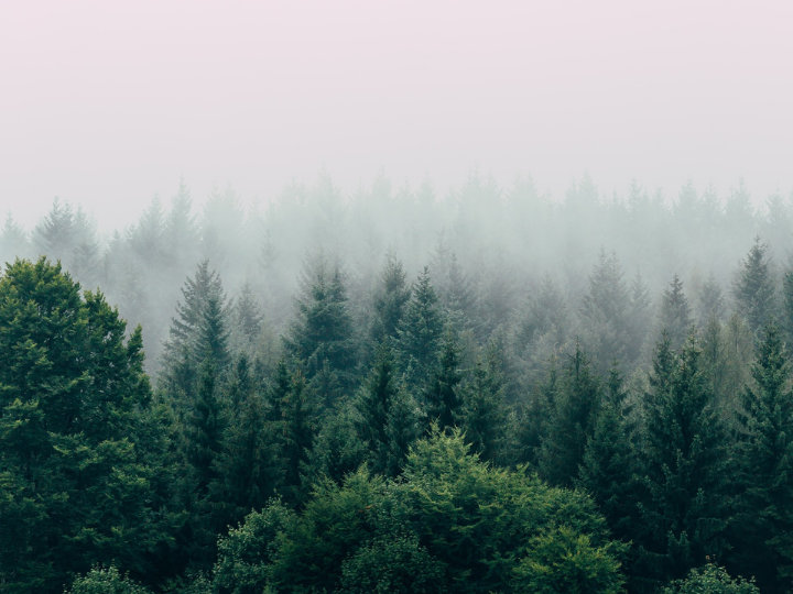 "The capacity of European forests to absorb CO2 “has been shrinking” over the years, warned EU climate chief Frans Timmermans as he presented the bloc’s 2030 climate goals in September last year."