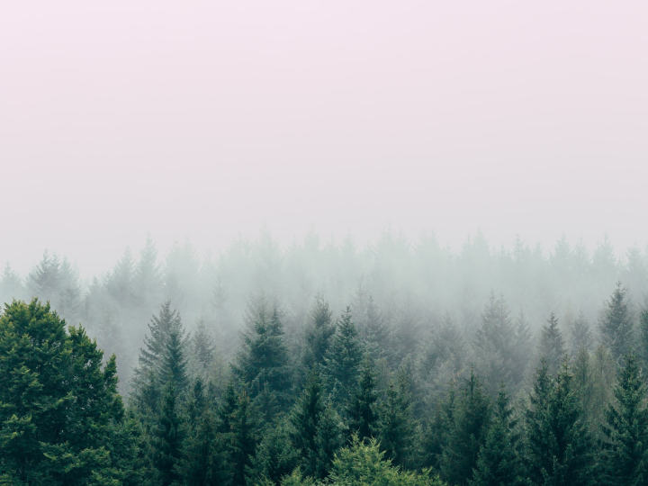 "The European Court of Auditors sounded the alarm on Europe’s forests this month".