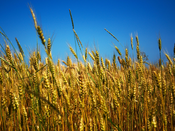 Ukraine and Russia have traditionally been among the biggest exporters of the grain.