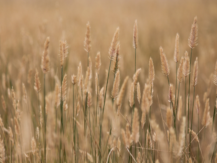 Ukraine has been a major contributor to the World Food Programme.